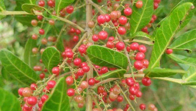 São Mateus, ES, conquista Indicação Geográfica para pimenta-rosa com apoio do Incaper