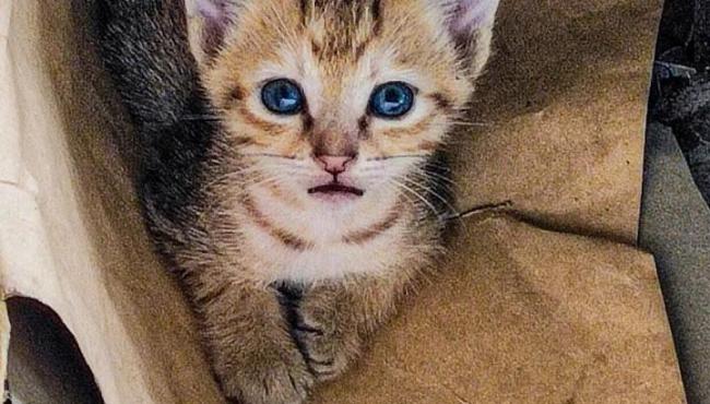 Prefeitura de São Mateus no ES adere a programa estadual de prevenção e combate às condições degradantes para animais domésticos