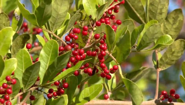 São Mateus no ES conquista selo de Indicação Geográfica da pimenta-rosa e produtores esperam expandir vendas