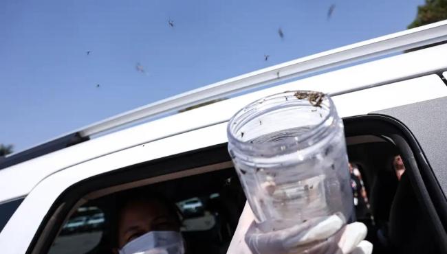 Saúde libera mosquitos estéreis para frear reprodução do Aedes