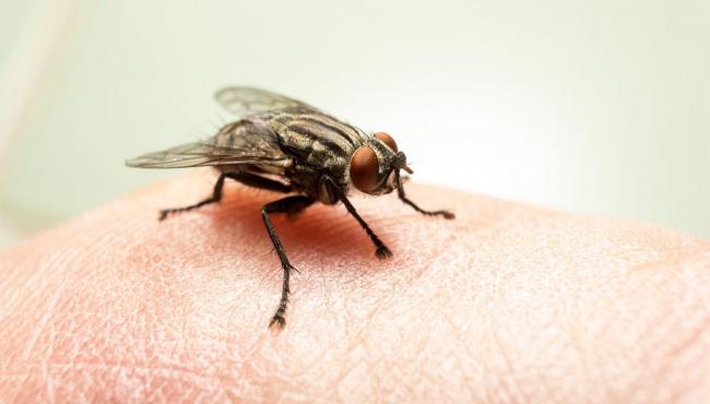 Se uma mosca pousar na comida, ainda posso comer ou jogo fora?