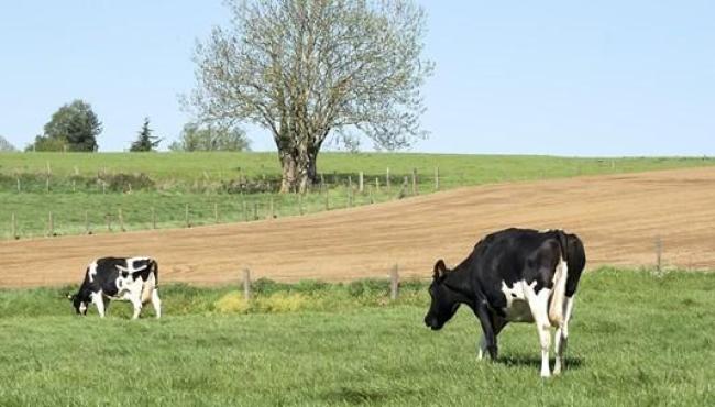 Seag divulga resultado final do 3º ciclo do PIVE e reforça avanço da genética leiteira no Espírito Santo