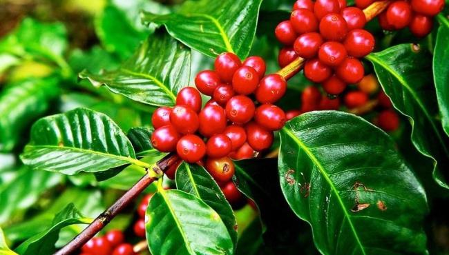 Seag: investimentos e entregas à agricultura capixaba marcam 2019