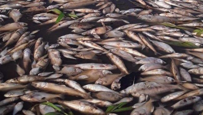 Seca no Amazonas: 112 mil pescadores são impactados, aponta Superintendência Federal de Pesca e Aquicultura