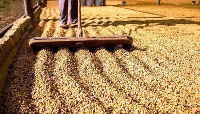 Secretaria da Fazenda realiza operação para proteger produtores de café no ES
