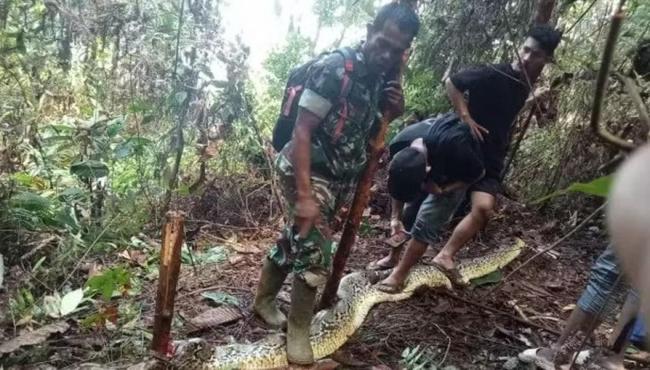 Segunda mulher é achada dentro de cobra píton na Indonésia em um mês