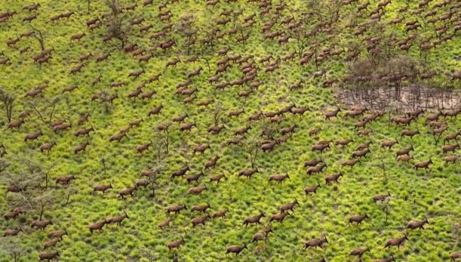 Seis milhões de antílopes e a maior migração de animais terrestres do planeta