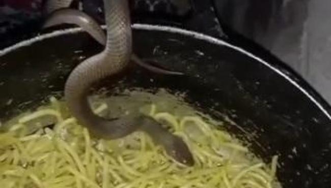Self-service: cobra é flagrada comendo macarrão direto na panela