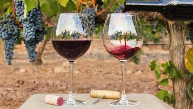 Seminário aborda produção de uvas de inverno e vinhos finos no Espírito Santo