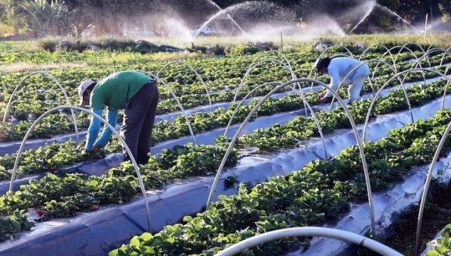 Senado aprova auxílio para agricultores familiares