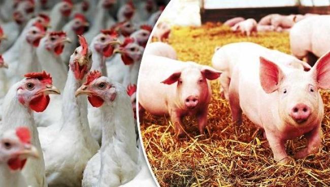 Senar lança curso online para produtores de aves e suínos integrados