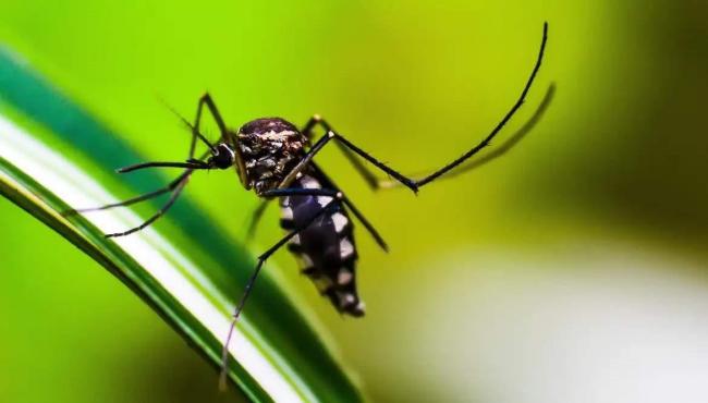 SESA antecipa entrega de vacina contra dengue para região Central-Norte de Saúde