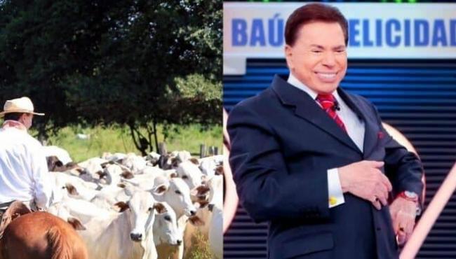 Silvio Santos já foi dono de fazenda com 10 mil cabeças de gado