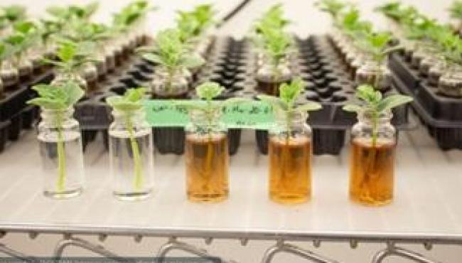 Soluções à base de algas marinhas contribuem para o aumento da produtividade agrícola