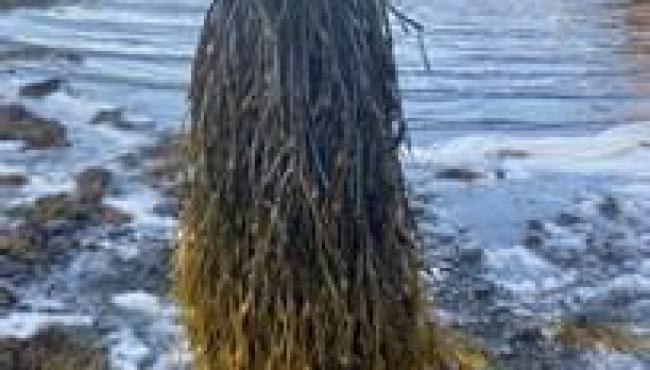 Soluções à base de algas marinhas foram destaque da Acadian no Fórum Brasileiro de Química no Agro