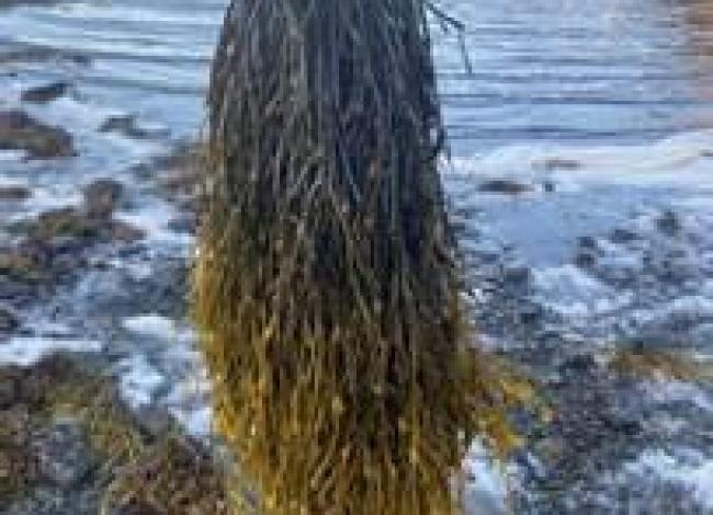 Soluções à base de algas marinhas foram destaque da Acadian no Fórum Brasileiro de Química no Agro