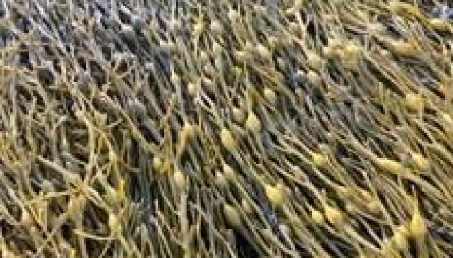 Soluções naturais ajudam pomares a manter produtividade mesmo em situações de estresse