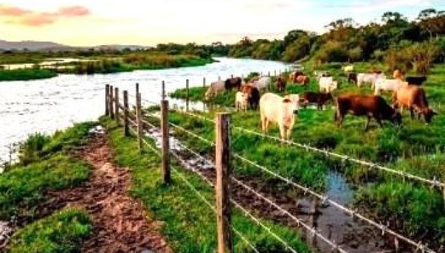 Sucesso da pecuária em áreas alagadiças depende de estruturas adequadas de cercamento