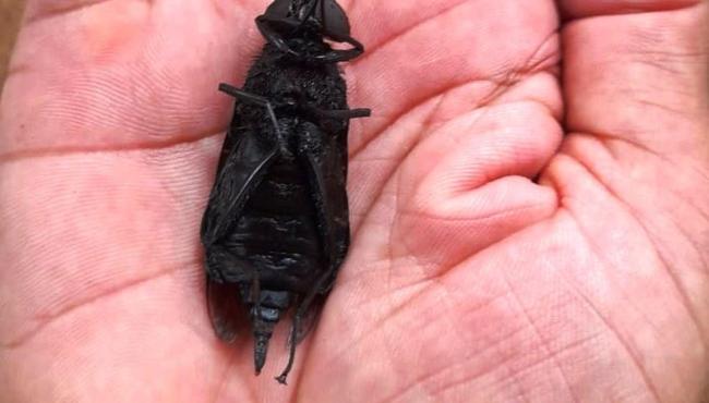 ‘Super mosca’ gigante e rara é achada no litoral de SP e assusta morador