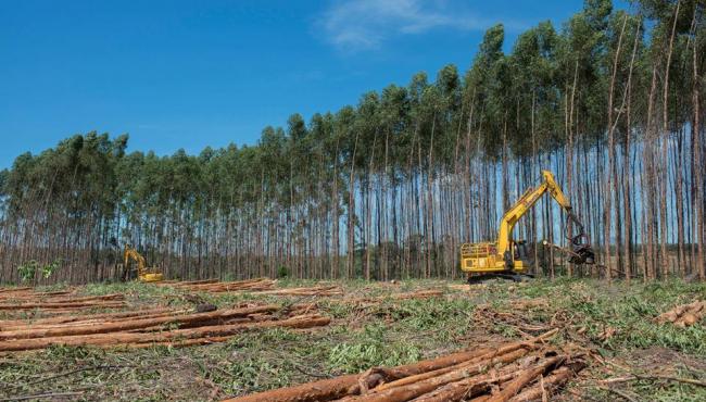 Suzano abre inscrições para Programa de Aprendizagem Florestal