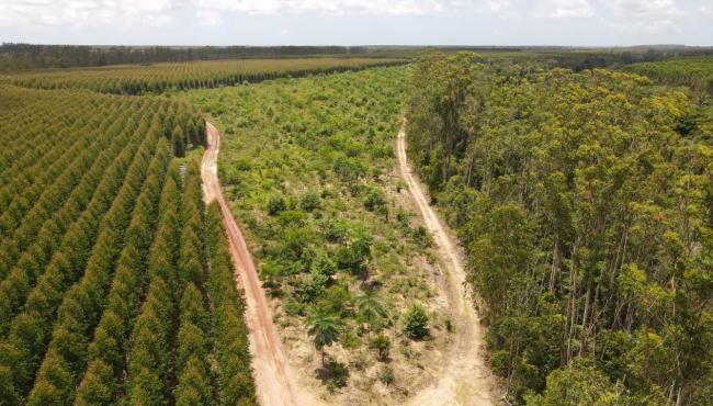 Suzano alcança 43% de meta de conservação da biodiversidade por meio de corredores ecológicos