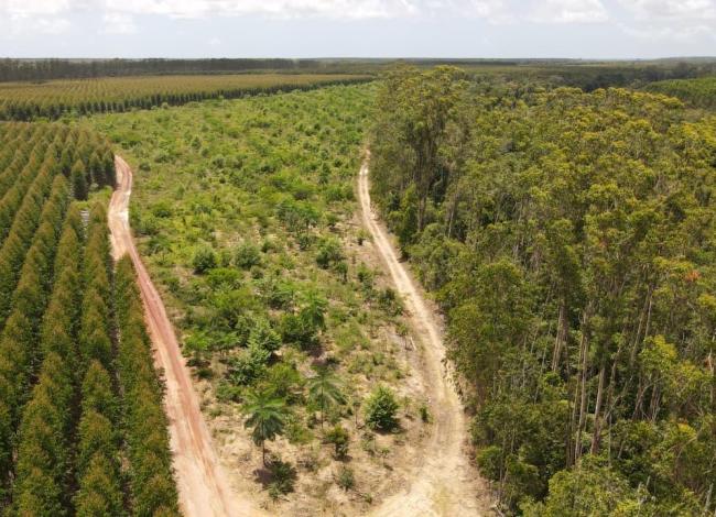 Suzano alcança 43% de meta de conservação da biodiversidade por meio de corredores ecológicos