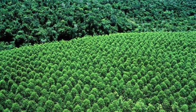 Suzano alerta para aumento de incêndios na Bahia e Espírito Santo