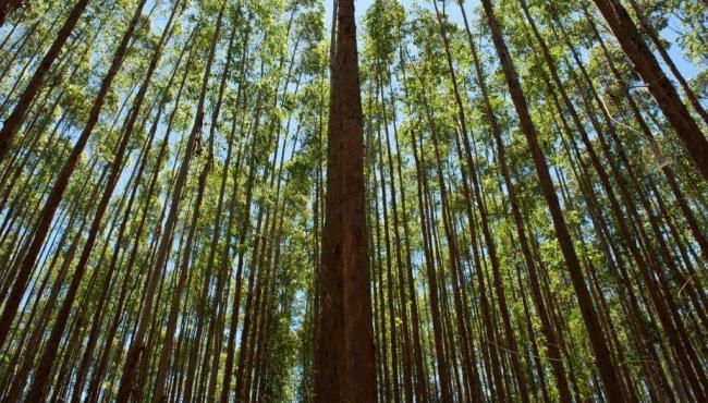 Suzano busca ampliar parcerias florestais no sul do ES