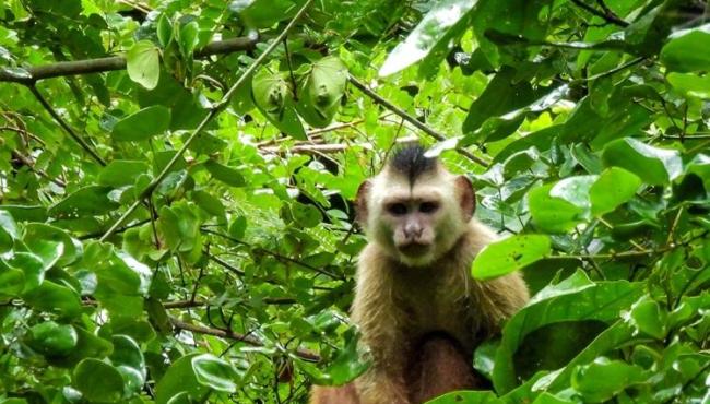 Suzano conecta área equivalente a mais de 200 mil campos de futebol por meio de corredores ecológicos