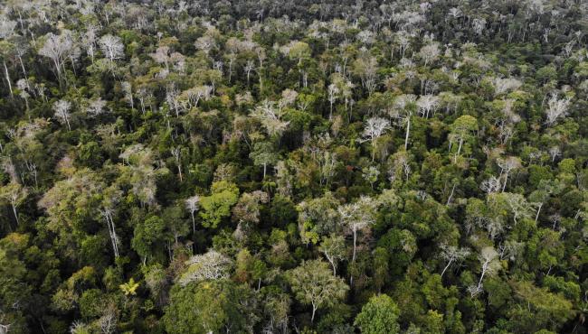 Suzano identifica novas Áreas de Alto Valor de Conservação no ES e amplia outras na Bahia