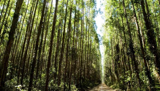 Suzano incentiva parceria com produtores rurais do ES no cultivo de florestas de eucalipto