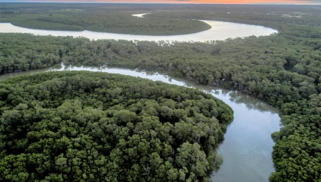 Suzano no Conselho de uma das 10 principais iniciativas de restauração da Mata Atlântica no mundo