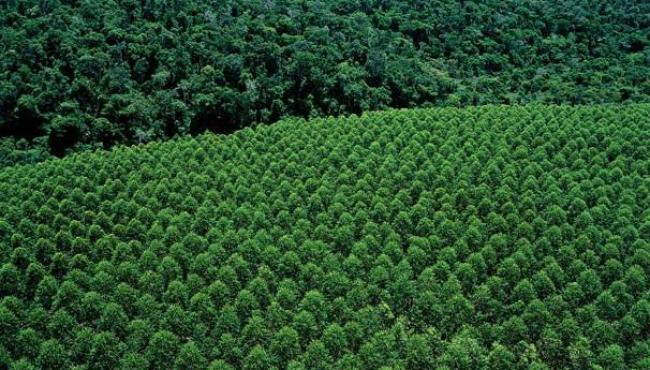 Suzano passa a integrar campanha internacional de natureza