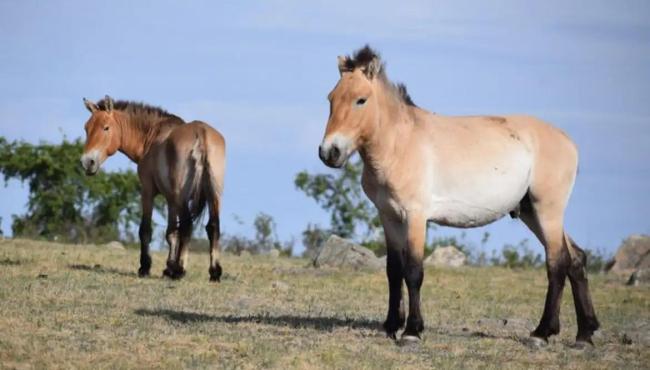 Takhi, o cavalo selvagem que virou símbolo de restauração na Mongólia