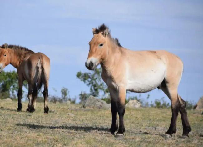 Takhi, o cavalo selvagem que virou símbolo de restauração na Mongólia