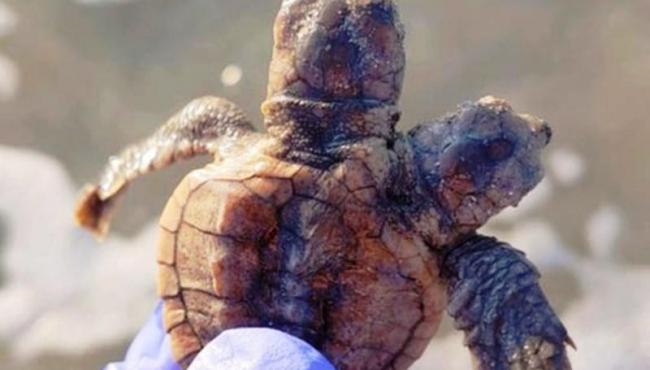 Tartaruga de duas cabeças é encontrada em praia dos EUA