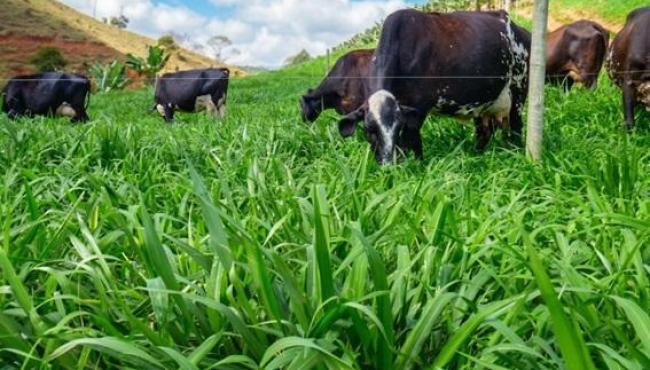 TecLeite ES vai apresentar soluções para produzir mais leite com menor custo