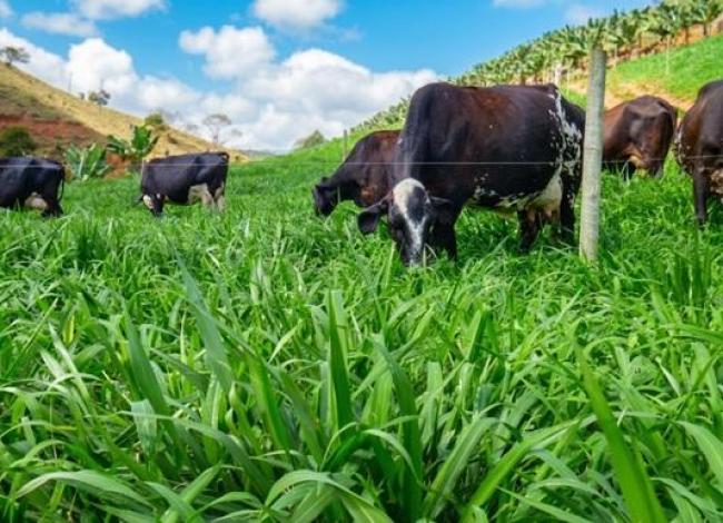 TecLeite ES vai apresentar soluções para produzir mais leite com menor custo