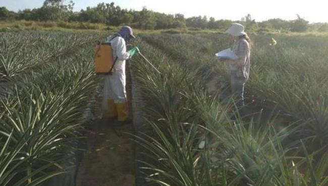 Tecnologia permite colher abacaxi em épocas de melhor preço no Espírito Santo