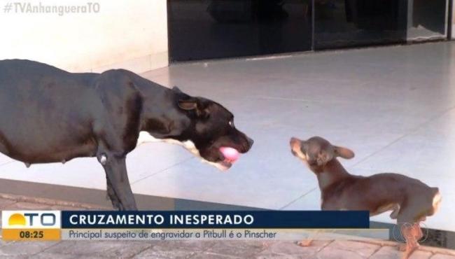 Thor é 'suspeito' de engravidar cadela pitbull