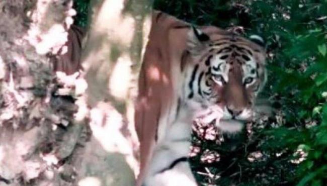 Tigre mata e mutila criança de 10 anos durante passeio