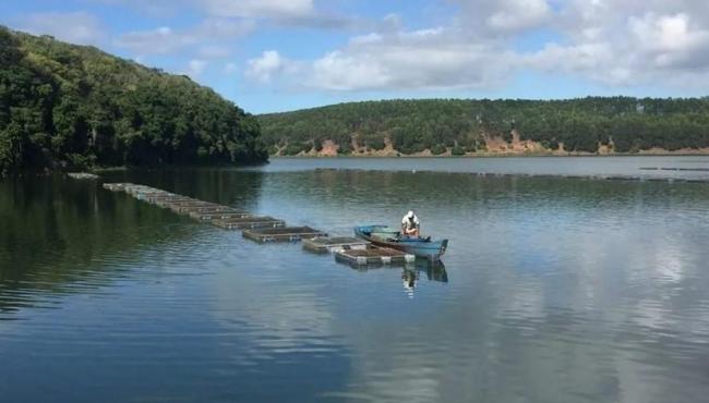 Tilápia sustentável: práticas inovadoras otimizam a aquicultura capixaba