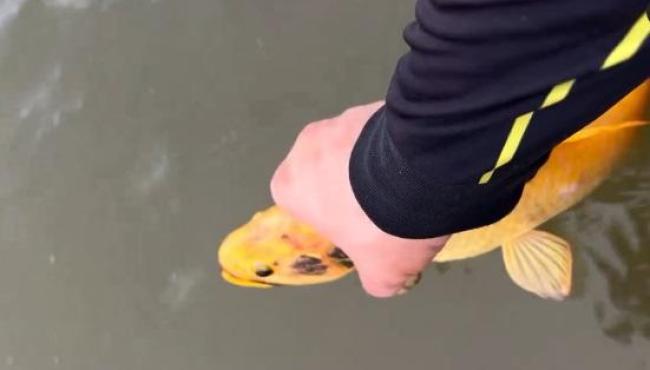 Traíra-amarela: pescador captura peixe raríssimo