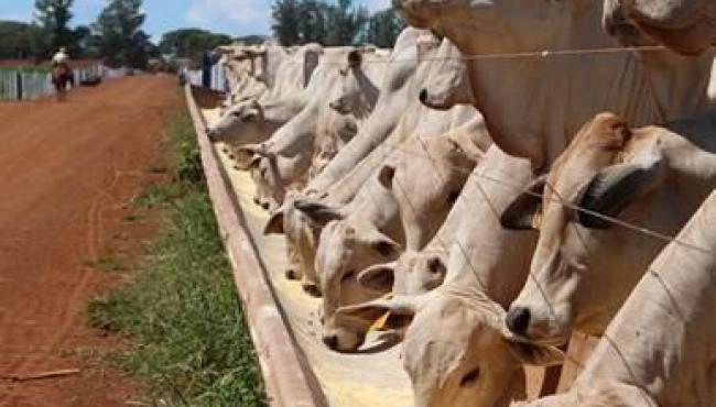 Transporte e dietas modernas influenciam o desempenho de bovinos confinados