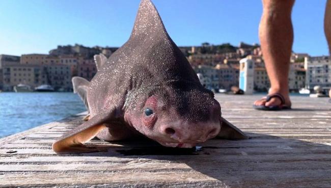 Tubarão com ‘cara de porco’ é encontrado no Mar Mediterrâneo