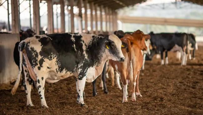 UE suspende carnes do Brasil: Entenda impacto e próximos passos