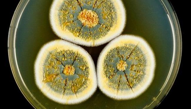 UFLA descobre 12 novas espécies de fungos do Cerrado e da Caatinga com potencial para a bioeconomia