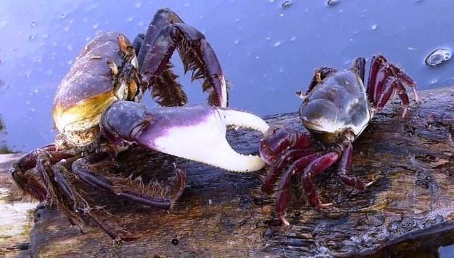 Última andada do caranguejo-uçá começa e captura está proibida no ES