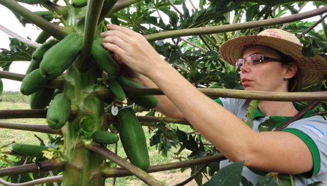 Últimas semanas para inscrição de trabalhos no simpósio Papaya Brasil 2024