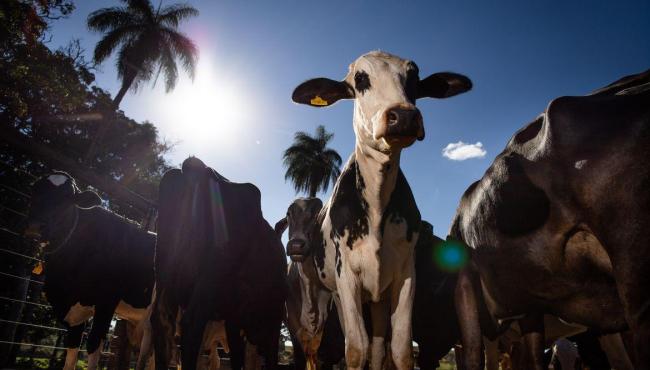União Europeia oficializa veto à carne brasileira a partir de setembro